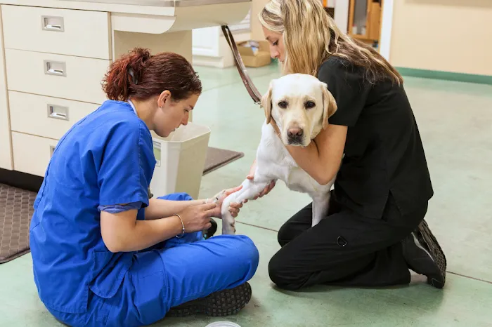 Animal Hospital Of Rolling Meadows Picture 8