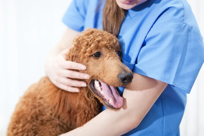 Animal Hospital Of Rolling Meadows Picture 10