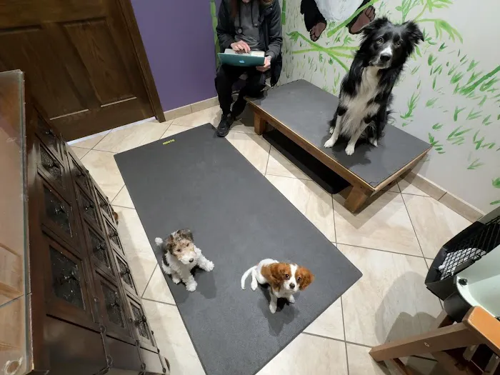 The Whole Pet Picture 7