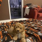 Bartlett Animal Hospital