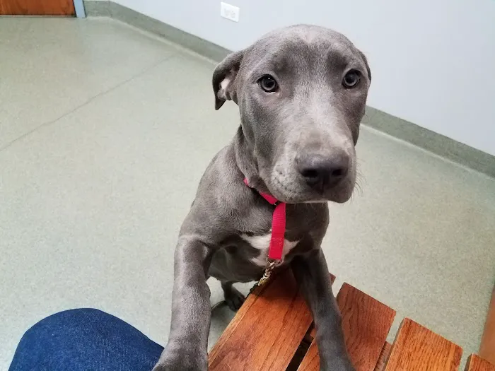 Bartlett Animal Hospital Picture 8