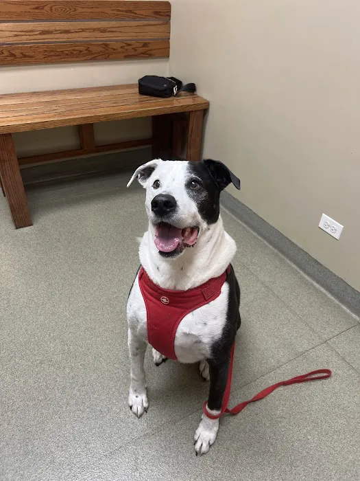 Bartlett Animal Hospital Picture 9