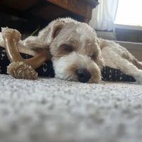 New Leaf Animal Hospital ico