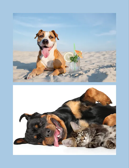 New Leaf Animal Hospital Picture 10