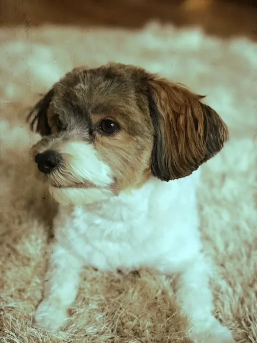 Thrive Pet Healthcare - Arlington Heights Picture 4