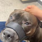 Thrive Pet Healthcare - Arlington Heights
