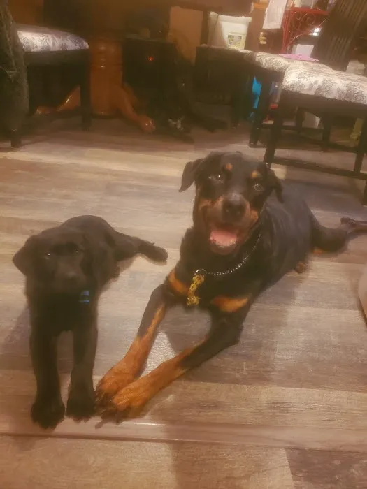 Thrive Pet Healthcare - Arlington Heights Picture 3
