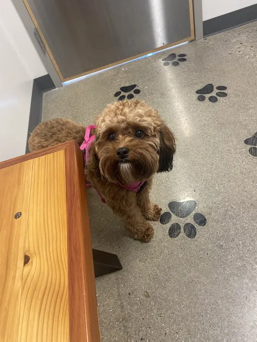Thrive Pet Healthcare - Arlington Heights Picture 9