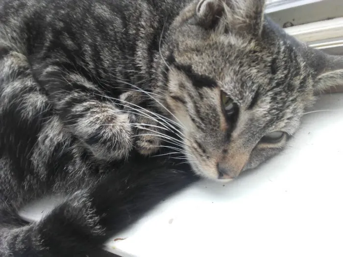 Prospect Animal Hospital Picture 5