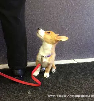 Prospect Animal Hospital Picture 6