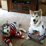 Prospect Animal Hospital