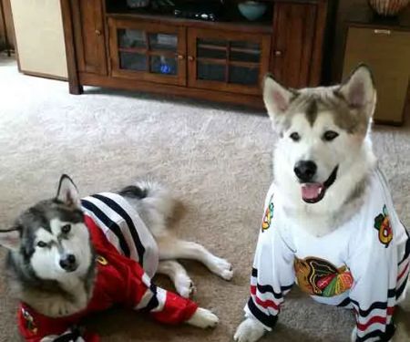 Prospect Animal Hospital