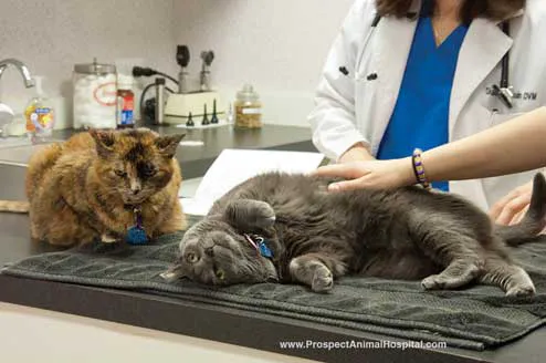 Prospect Animal Hospital Picture 4