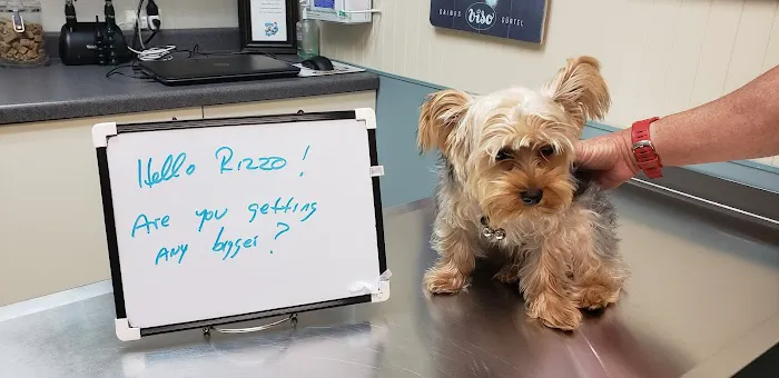 Companion Animal Hospital Mount Prospect Picture 1