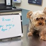 Companion Animal Hospital Mount Prospect