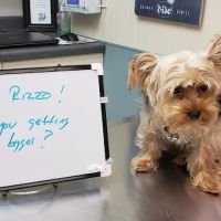 Companion Animal Hospital Mount Prospect ico