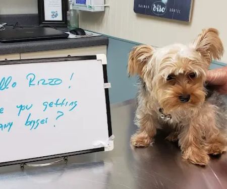 Companion Animal Hospital Mount Prospect