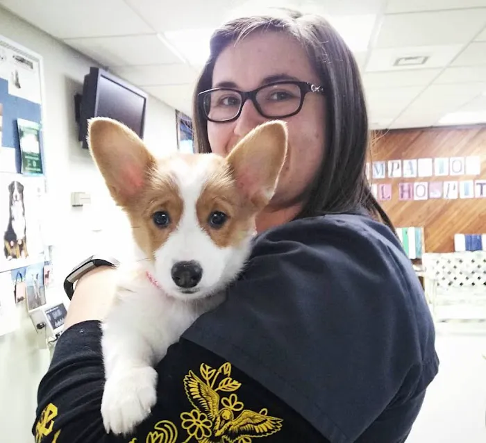 Companion Animal Hospital Mount Prospect Picture 9