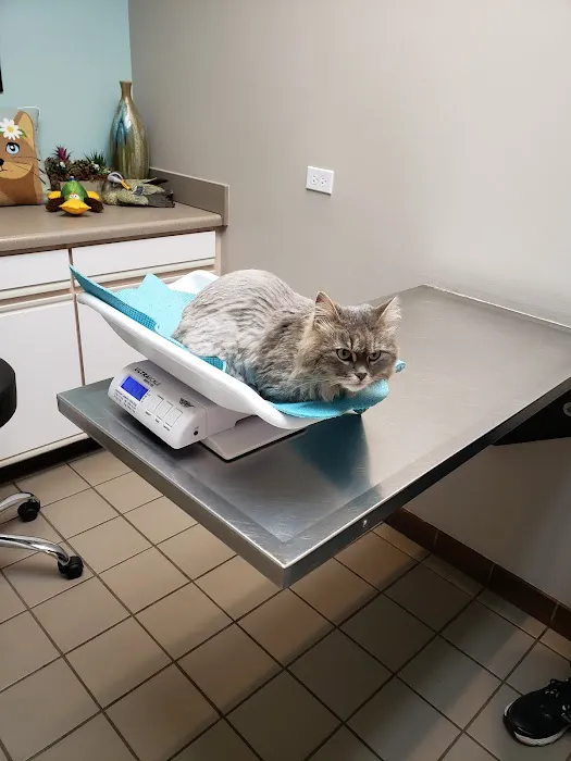 Care Animal Hospital Picture 5