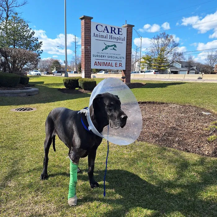 Care Animal Hospital Picture 8