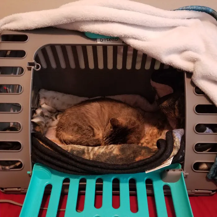 Radiocat Illinois Picture 2