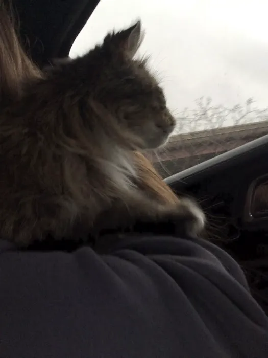 Radiocat Illinois Picture 1