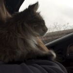 Radiocat Illinois