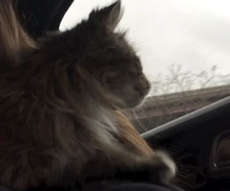 Radiocat Illinois