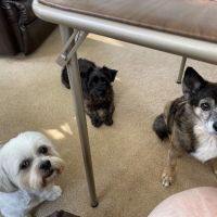 Glencoe Animal Hospital ico