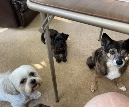 Glencoe Animal Hospital