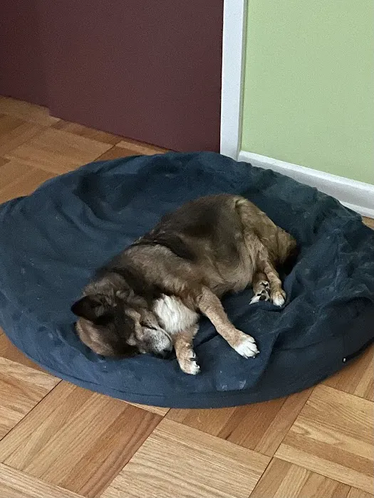 Glencoe Animal Hospital Picture 3