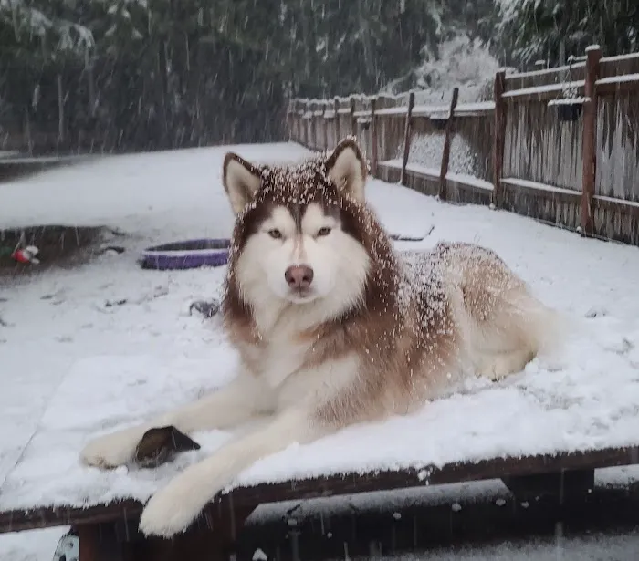 VCA Snohomish Animal Hospital Picture 2