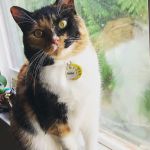 VCA Snohomish Animal Hospital