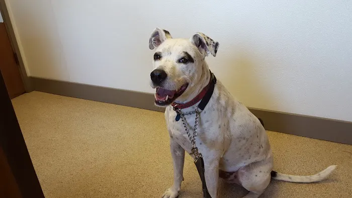 VCA Snohomish Animal Hospital Picture 9