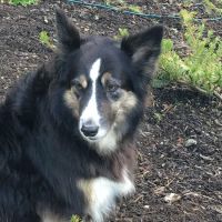 Pilchuck Veterinary Hospital - Small Animal ico