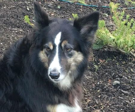 Pilchuck Veterinary Hospital - Small Animal