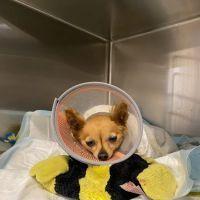 Pilchuck Vet Urgent Care Center ico