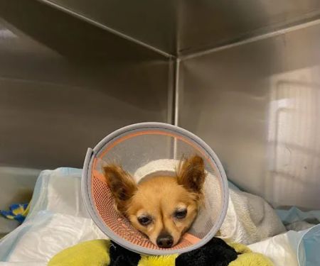 Pilchuck Vet Urgent Care Center