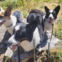Klahaya Animal Hospital ico