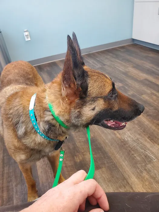 Klahaya Animal Hospital Picture 3