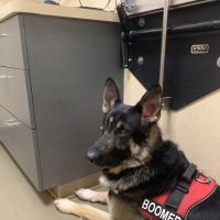 Snohomish Station Animal Hospital ico