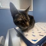 Everett Veterinary Hospital