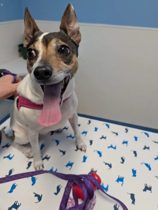 Everett Veterinary Hospital Picture 9