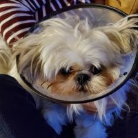 Broadway Animal Hospital ico