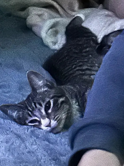Broadway Animal Hospital Picture 4