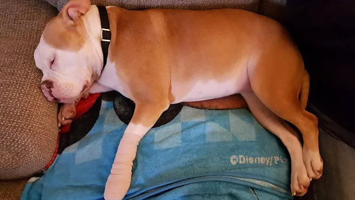 Broadway Animal Hospital Picture 2
