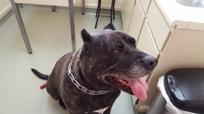 Broadway Animal Hospital Picture 7