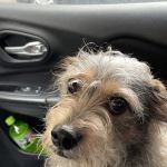 Lake Stevens Animal Hospital for Minor Emergency Care, Wellness Care and Surgical Care.