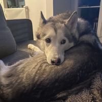 Frontier Village Veterinary Clinic ico