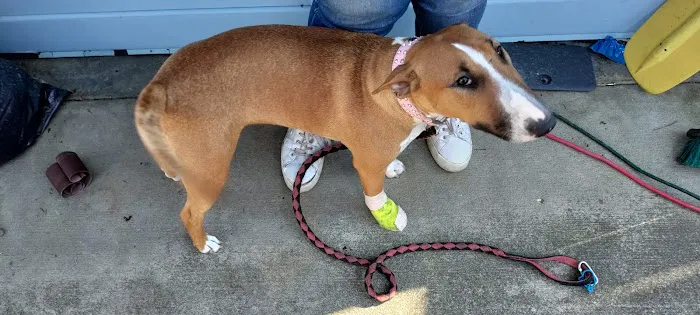 South Whidbey Animal Clinic Picture 7